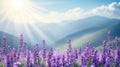 Sunlit lavender field with mountains and blue sky Royalty Free Stock Photo