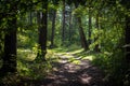 Sunlit lawn and path in a green forest Royalty Free Stock Photo