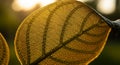 Sunlit leaf with intricate vein patterns illuminated by backlighting. The translucent yellow-green Royalty Free Stock Photo
