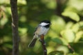 Sunlit leaves, perched chickadee. Royalty Free Stock Photo