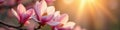 Sunlit magnolia blossoms, delicate petals, vibrant spring blooms, spring, springtime Royalty Free Stock Photo