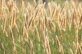 Sunlit meadow background