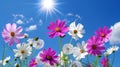 Sunlit meadow with white pink daisies and yellow dandelions under blue sky, ideal for text overlay Royalty Free Stock Photo