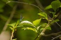 Sunlit Metallic Turqouise Male Ebony Jewelwing Damselfly on Leaf Royalty Free Stock Photo