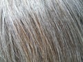 Sunlit Natural Grey Hair Macro