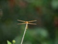 Sunlit Needham`s Skimmer Dragonfly Facing Camera Perched on a Dried Branch Royalty Free Stock Photo