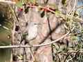 Sunlit Northern Mockingbird Perched On A Small Branch With Yaupon Holly In The Background
