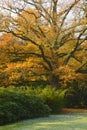 Sunlit oak