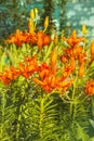 Sunlit orange saffron liliesLilium dahuricum; Lilium pensylvani