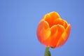 Sunlit orange tulip.