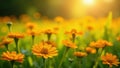 Sunlit orange and yellow calendulas, summer meadow, rustic, background Royalty Free Stock Photo