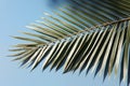 Sunlit palm leaf against serene blue backdrop.