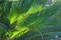 Sunlit palm leaves closeup in green garden Royalty Free Stock Photo