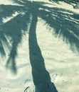 Sunlit palm tree colored shadow on white sand