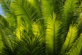 Sunlit palm tree fronds Royalty Free Stock Photo