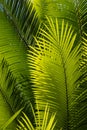 Sunlit palm tree leaves Royalty Free Stock Photo