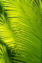 Sunlit palm tree leaves Royalty Free Stock Photo