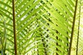 Sunlit palm tree leaves