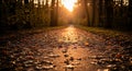 A sunlit path covered in fallen Royalty Free Stock Photo