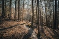 a sunlit path in a dark and brown forest leads down to the ground