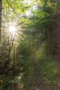 Sunlit Path through a Forest, Wawa, Ontario