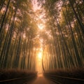 Sunlit Path Through Golden Bamboo Forest Royalty Free Stock Photo