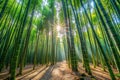 Sunlit path through a lush bamboo forest, serene and tranquil nature scene. Generative AI Royalty Free Stock Photo