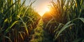 Sunlit Path Through a Lush Cornfield sugarcane photo Royalty Free Stock Photo