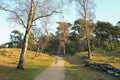 Sunlit path through birch trees in early winter at De Kampina nature reserve. Royalty Free Stock Photo