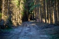 Sunlit path in pine forest with fallen logs and shadows Royalty Free Stock Photo