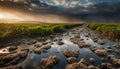 Sunlit Pathway Through a Flooded Field Royalty Free Stock Photo