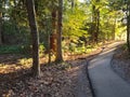 Sunlit paved path in forest Royalty Free Stock Photo