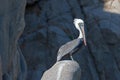 Sunlit Pelican on Pelikan Rock at Los Arcos in Cabo San Lucas Baja Mexico