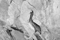 Sunlit Pelican perching on Los Arcos rocks at Lands End in Cabo San Lucas Baja Mexico - black and whtie Royalty Free Stock Photo