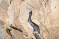 Sunlit Pelican perching on Los Arcos rocks at Lands End in Cabo San Lucas Baja California Mexico Royalty Free Stock Photo