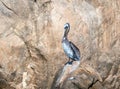 Sunlit Pelican proudly perching on Los Arcos rocks at Lands End in Cabo San Lucas Baja Mexico Royalty Free Stock Photo