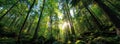 Sunlight Filtering Through Lush Green Forest Canopy Royalty Free Stock Photo