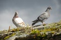 Sunlit Pigeons Sitting on Wall