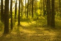 Sunlit pine forest Royalty Free Stock Photo