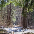 Sunlit pine forest with white snow not yet melted in early spring Royalty Free Stock Photo