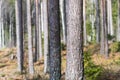 Sunlit pine tree stem closeup in a bright forest Royalty Free Stock Photo