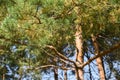 Sunlit pine trees. Summer forest landscape