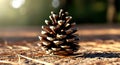 Sunlit Pinecone Resting on a Bed of Needles in a Forest Clearing Royalty Free Stock Photo