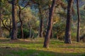 Sunlit Pines - Evening Serenity in the Forest