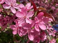 Sunlit Pink April Cherry Blossom Petals in Spring