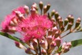 Sunlit pink blossoms and buds of the Australian native flowering gum tree Corymbia ficifolia Royalty Free Stock Photo