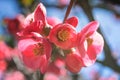 Sunlit pink Chaenomeles shrub in bloom