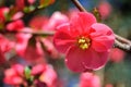 Sunlit pink Chaenomeles shrub in bloom