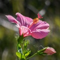 Sunlit Pink Hibiscus Flower Royalty Free Stock Photo