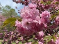 Sunlit Pink Kwanzan Cherry Blossom Flowers in April in Spring